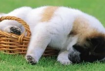 狗狗可以吃杨梅吗，可以适量吃杨梅