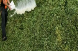 青储饲料的制作方法，主要有乳酸菌、产丙酸丙酸杆菌等