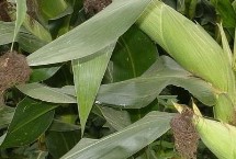 成单719玉米栽培技术要点，确保密度