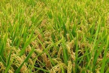 沈农168水稻栽培技术要点，4月上旬播种