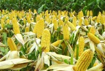 云瑞22玉米栽培技术要点，中抗南方锈病