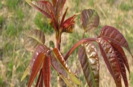 香椿一年可以采几次，常采用摘心、短截和断根等方式