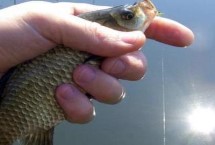 经典配方，可用自然饵料也可自制饵料