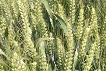 辽春41小麦栽培技术要点，播种深度3～4厘米