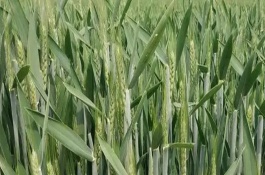 天民198小麦栽培技术要点，全生育期218天