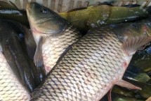 花鲢吃什么长得快，放养前应施加有机肥料以培养