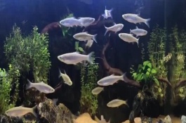 白条鱼的分布范围，虽然能养活但非常不好养