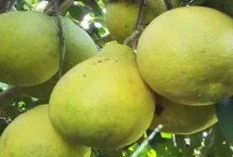 柚子是什么季节的水果，属于秋季水果