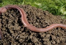 蚯蚓是不是昆虫，不属于昆虫、属于无脊椎动物