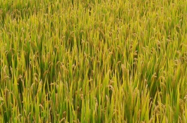 常农粳12号水稻栽培技术要点，每亩栽插1.8万~2.0万穴