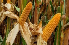 辉煌99玉米栽培技术要点，在区试3000株/亩密度下