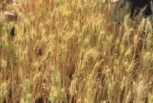 绵糯麦3号小麦栽培技术要点，属糯小麦品种