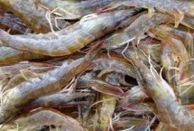 对虾的代表物种，一般在30-50元一斤