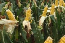 玉米蚜虫的防治方式，主要为害玉米雄花和上层1-5叶