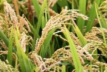 岚香优168水稻栽培技术要点，全生育期平均127.5天