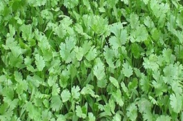 香菜从播种到收获要多长的时间，及时清理杂草和松整土地等