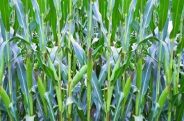 隆迪370玉米栽培技术要点，种植密度3500株/亩左右