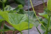 蔬菜播种季节，切勿在阴天进行