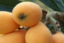 枇杷一年结几次果，没有休眠期