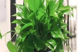 绿萝怎么繁殖，将其放置在室外通风条件好的地方