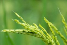 福红2号水稻栽培技术要点，全生育期早稻128.4天