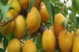 杏树不结果的原因，可能是光照不足或水肥不足等导致的