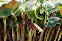 鱼腥草的形状，其茎杆和叶片都比较卷曲