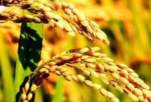 深和两优2139水稻栽培技术要点，籼型两系杂交一季稻品种