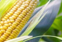 法帝807玉米栽培技术要点，中抗穗腐病