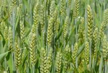 明农18小麦栽培技术要点，属偏春性品种