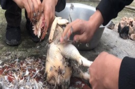 杀鸡如何脱毛快而干净，大概为7.5-8.5两