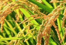 金农香占水稻栽培技术要点，每亩有效穗数19.6万