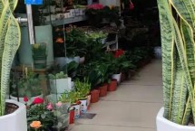 繁殖方式，可分株或扦插繁殖