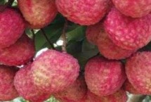 名贵优质的荔枝介绍，生长周期为90天