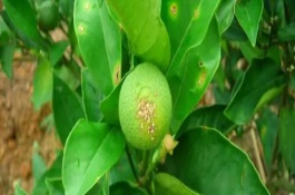 怎么防治柑橘油斑病，定期喷施苯甲嘧菌酯等药物