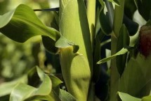 金世988玉米栽培技术要点，适宜在肥力中上等的地块种植