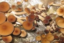 收获茶树菇需要注意什么，子实体形成时要保持较高的空气湿度