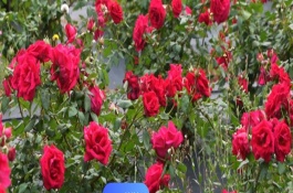 玫瑰花苗种植注意事项，移栽玫瑰后需要缓苗15-20天