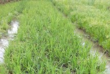 晶优丽斯水稻栽培技术要点，6月中旬播种