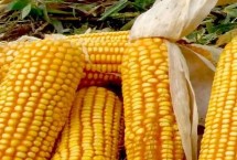 六颗星99玉米栽培技术要点，中抗丝黑穗病