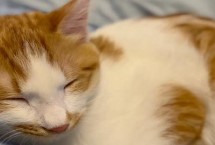 母猫为什么会发出低沉的呜呜声，涉及到情绪、疾病、身体反应等