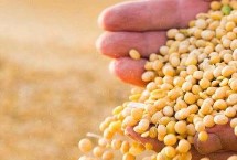 金源910大豆栽培技术要点，选择中等肥力地块种植