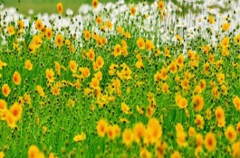 大花金鸡菊的繁殖方法，幼苗长出真叶后要追施氮肥