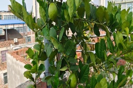 香水柠檬与普通柠檬的区别，一棵需要3.6-5.9元左右