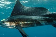 生活习性，是热带和亚热带大洋性上层鱼类