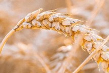 丰皇619小麦栽培技术要点，每亩适宜基本苗18～20万