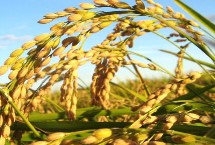 鑫特优151水稻栽培技术要点，全生育期110～126天