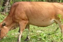 牛有多少个胃，具有瘤胃、网胃、瓣胃、皱胃