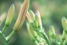 哪些地方产黄花菜，邵东县素有“黄花之乡”的美誉
