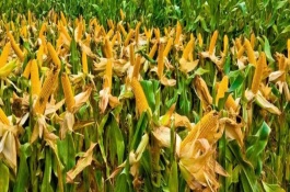 粤彩糯2号玉米栽培技术要点，中等肥力以上地块栽培